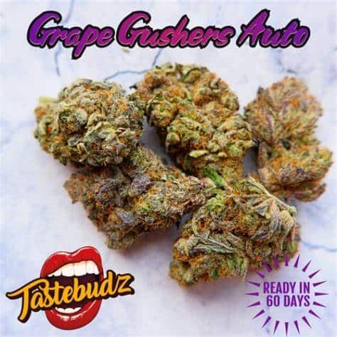 Grape Gushers Auto Tastebudz