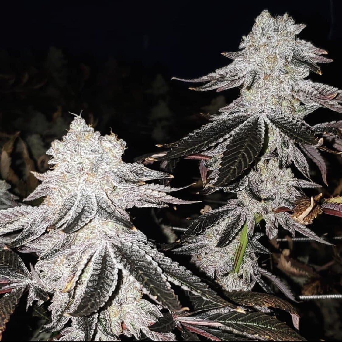 A feminized Jellyum Kush Mintz plant with purple leaves grown from seeds.