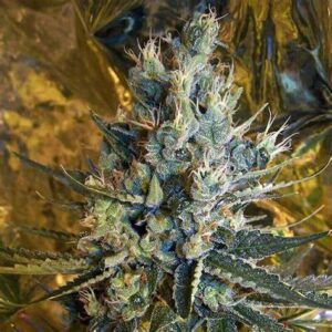 Sour Diesel – Photoperiod Twisted Photoperiod