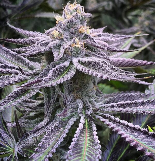 Purple Punch – Indica Dominant Hybrid Twisted Photoperiod