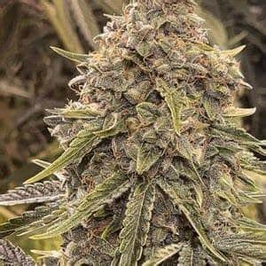 Skywalker – Indica Dominant Hybrid Twisted Auto