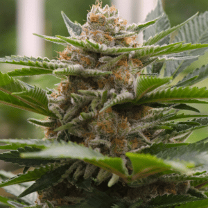 Strawberry Cough Twisted Photoperiod