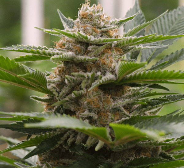 Strawberry Cough Twisted Photoperiod