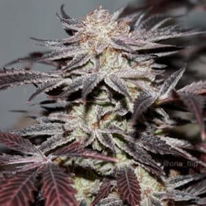 Twisted Alien Cookies Twisted Photoperiod