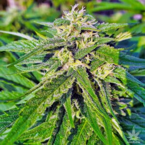 Twisted Hulk Fruit Twisted Photoperiod