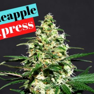Pineapple Express – Photoperiod Twisted Photoperiod