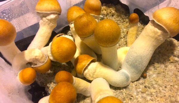 PENIS ENVY Twisted Spores