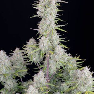 CHEESE CAKE AUTOFLOWER Twisted Autoflower