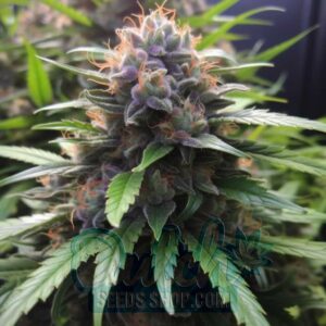PLUSHBERRY AUTOFLOWER Twisted Autoflower
