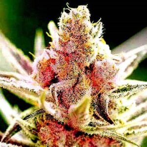 Rainbow Kush Autoflower Twisted Autoflower