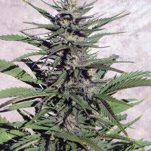 Durban Poison Autoflower Twisted Autoflower