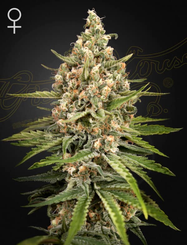Bubba Slush Green House Seed Company