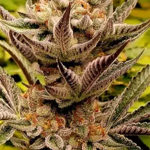 SAVAGE BREATH Savage Land Exotics