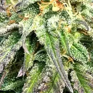 SAVAGE COOKIES Savage Land Exotics