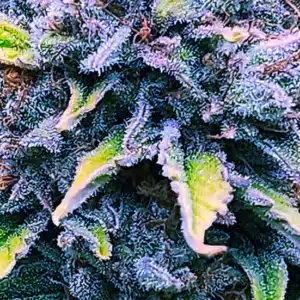 SLUMBER CAKE S1 Savage Land Exotics