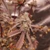 LOCAL LEGEND Savage Land Exotics 1
