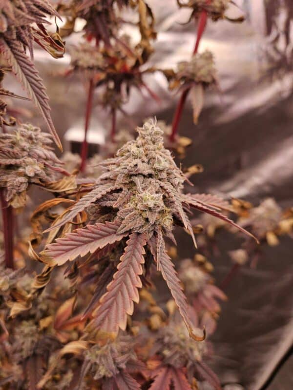 LOCAL LEGEND Savage Land Exotics