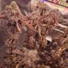 LOCAL LEGEND Savage Land Exotics 2