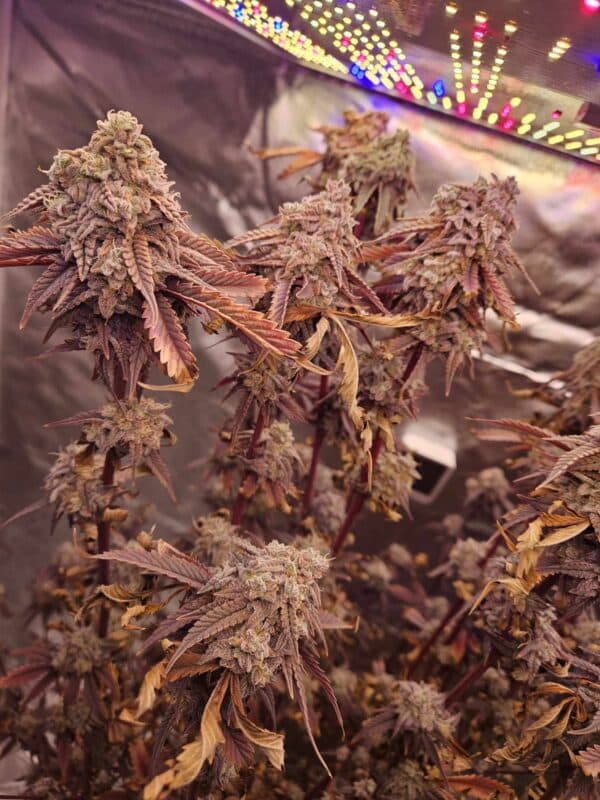 LOCAL LEGEND Savage Land Exotics