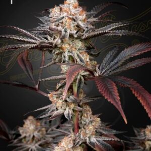Wonder Pie Green House Seed Company