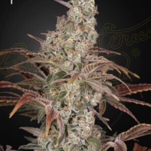 Jack’s Dream Green House Seed Company