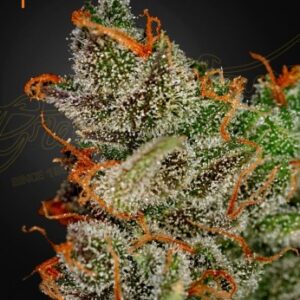 King’s Kush Green House Seed Company