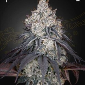 Lemon Orange Green House Seed Company