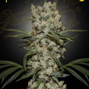 Super Silver Haze Green House Seed Company