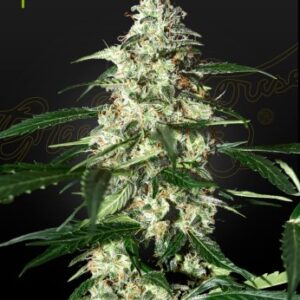 Skunk Auto Green House Seed Company