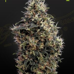 Sweet Mango Auto Green House Seed Company
