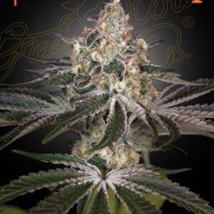 White Widow Green House Seed Company