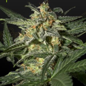 White Widow Auto Green House Seed Company