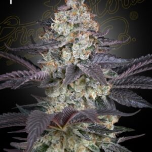 Ztrawberry Green House Seed Company
