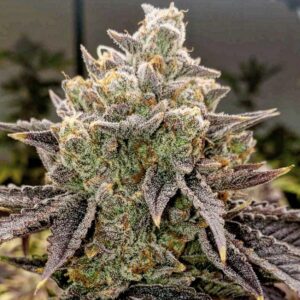 Bubble Gummy AUTO Ethos Genetics