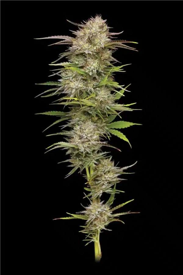 California Haze Humboldt Seed Co.