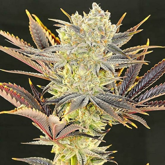 Citradelic Sunset Ethos Genetics