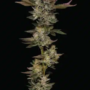 Donutz Humboldt Seed Co.