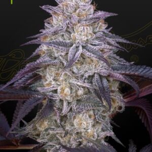 King’s Kush Auto Green House Seed Company
