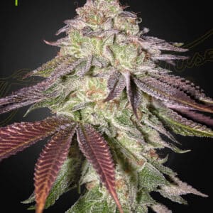 Sugarlato Auto Green House Seed Company