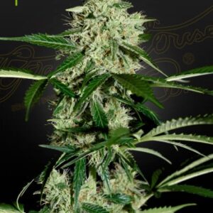 Northern Lights Auto Green House Seed Company