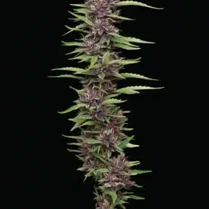 PPD Humboldt Seed Co. PPD Humboldt Seed Co.