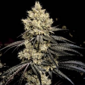 Pillows R1 Ethos Genetics