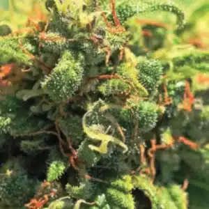 Pineapple Upside Down Cake Humboldt Seed Co. Pineapple Upside Down Cake Humboldt Seed Co.