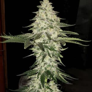 Planet of the Grapes Auto Ethos Genetics