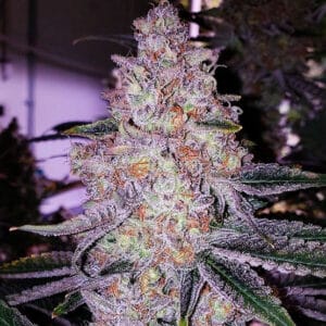 Planet of the Grapes RBX Ethos Genetics