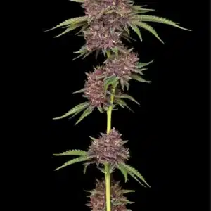 Purpz Humboldt Seed Co. Purpz Humboldt Seed Co.