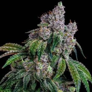 Shawty R1 Ethos Genetics