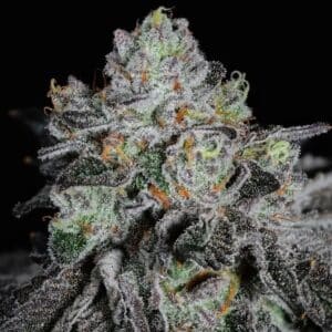 WRANK R2 Ethos Genetics