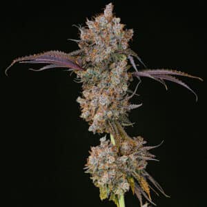 XXX Ethos Genetics