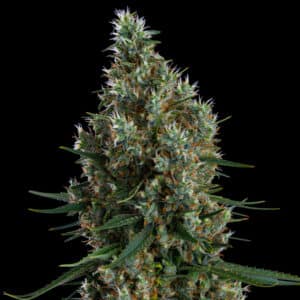 ZWEET INZANITY RBX Ethos Genetics